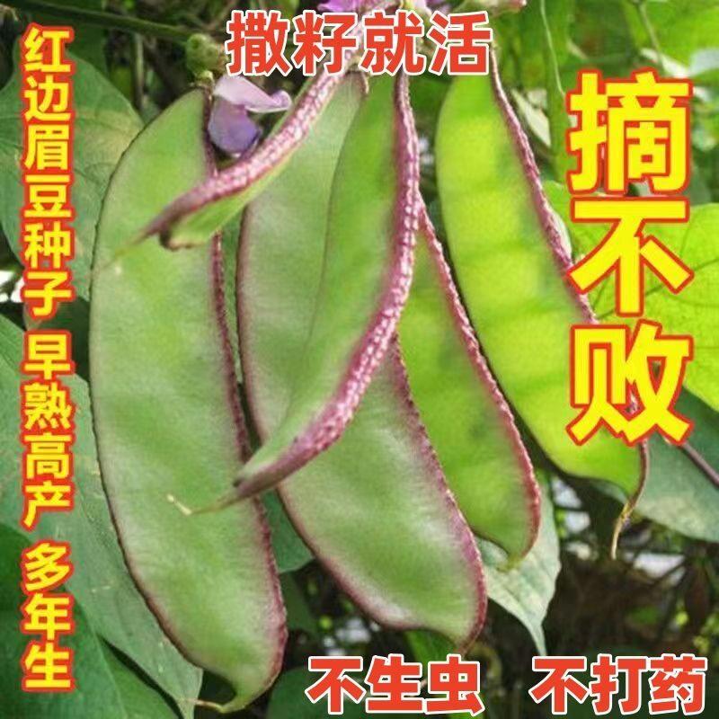 现货猪耳朵眉豆种子绿扁豆角种子紫边扁豆籽爬藤菜豆春播四季蔬菜种孑Pig Ear Eyebean Seed Green Lentil Corner Seed Purple Edge20260331