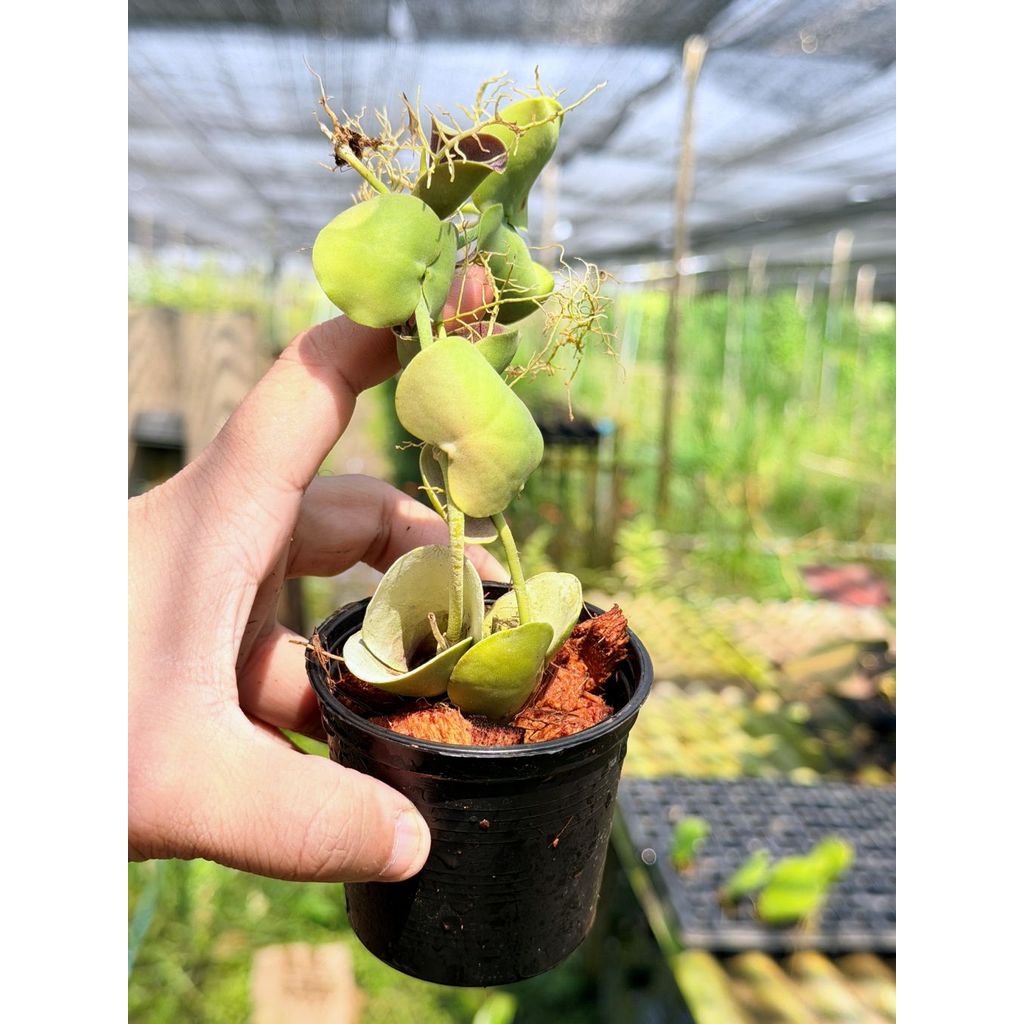 มุมมอง 2