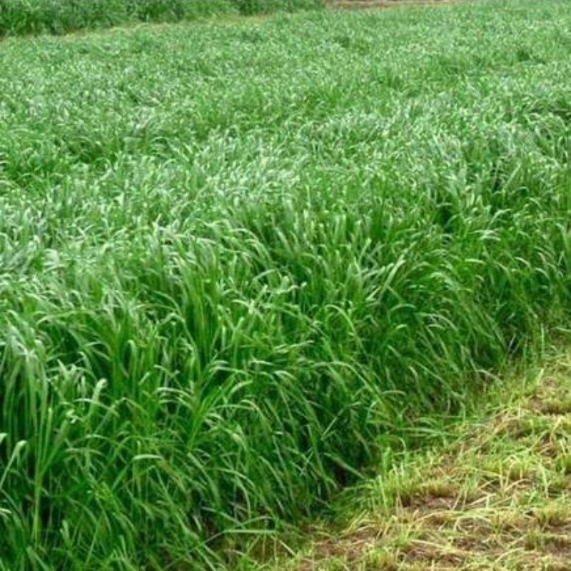 พร้อมสต็อก Fast Shipping Ryegrass Seeds Winter Pasture 70 Ryegrass Seeds Pasture Quadruple Body Prod