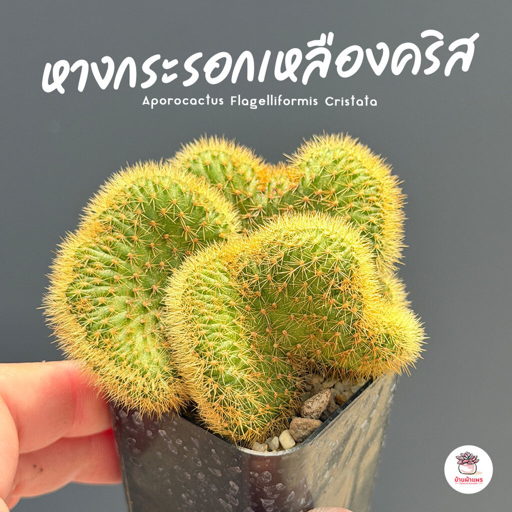 หางกระรอกเหลืองคริส Aporocactus Flagelliformis Cristata กระบองเพชร ไม้อวบน้ำ Cactus&Succulent