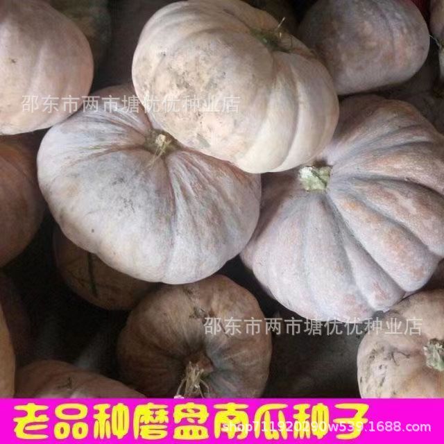 现货磨盘大南瓜种子农家老品种南瓜籽春秋耐热南瓜蔬菜种籽粉糯甜面籽Millstone Giant Pumpkin Seeds, Heirloom Variety Pumpkin Seeds2026033