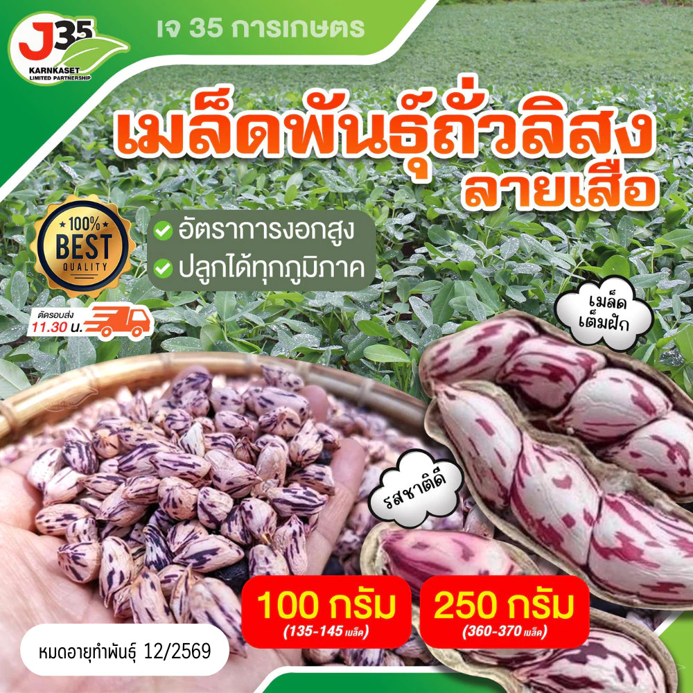 เมล็ดพันธุ์ ถั่วลิสงลายเสือ ถั่วลิสง เต็มเม็ดเต็มฝัก ถั่วจัมโบ้ ถั่ว พันธุ์ถั่วเสือ