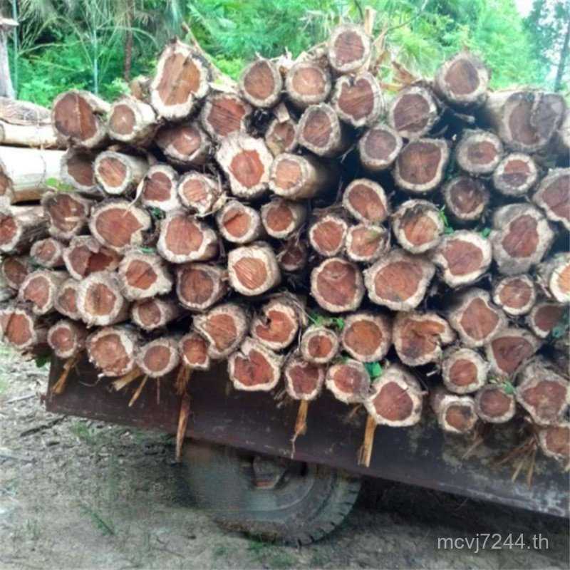 วัสดุด้านข้างเต็มคําเล่นขนสัตว์ Cypress ไม้ Core ขายตรง Cypress Cypress Cypress Log วัสดุแกะสลัก Cra