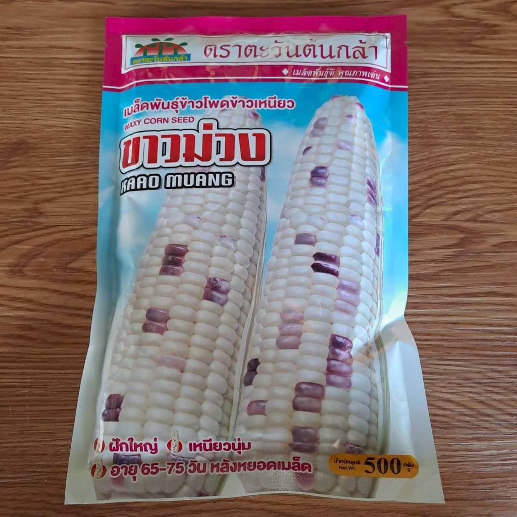 ข้าวโพดขาวม่วง ขนาด 500 กรัม ลอตใหม่ งอกดี ข้าวโพดหวาน ฝักใหญ่ รสชาตดี เหนียวนุ่ม อร่อย ระยะเก็บเกี่ยว 65 วัน