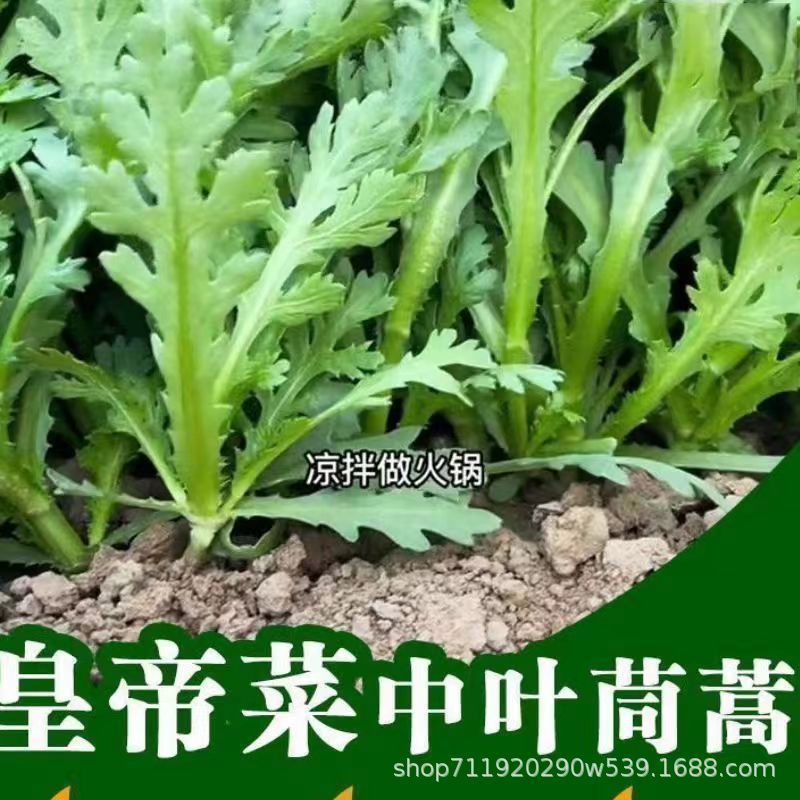 现货热卖皇帝菜中叶茼蒿种子青菜种子菜种茼蒿菜种籽种四季蔬菜孑菜籽Emperor Vegetable Mid-Leaf Chrysanthemum Greens Seeds Green Vegetabl