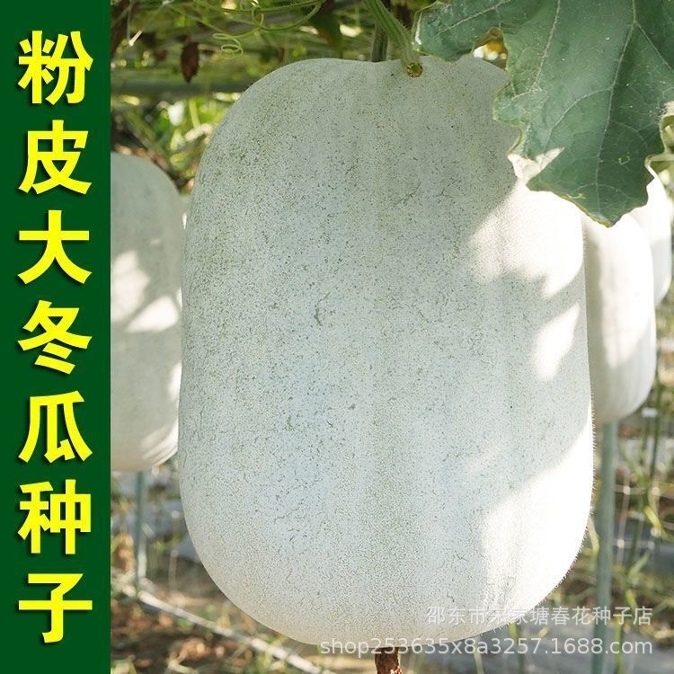 现货热卖粉皮冬瓜蔬菜种子农家田园盆栽早绿小冬瓜黑皮冬瓜种子Tapioca starch noodles winter melon vegetable seeds farmhouse garden po