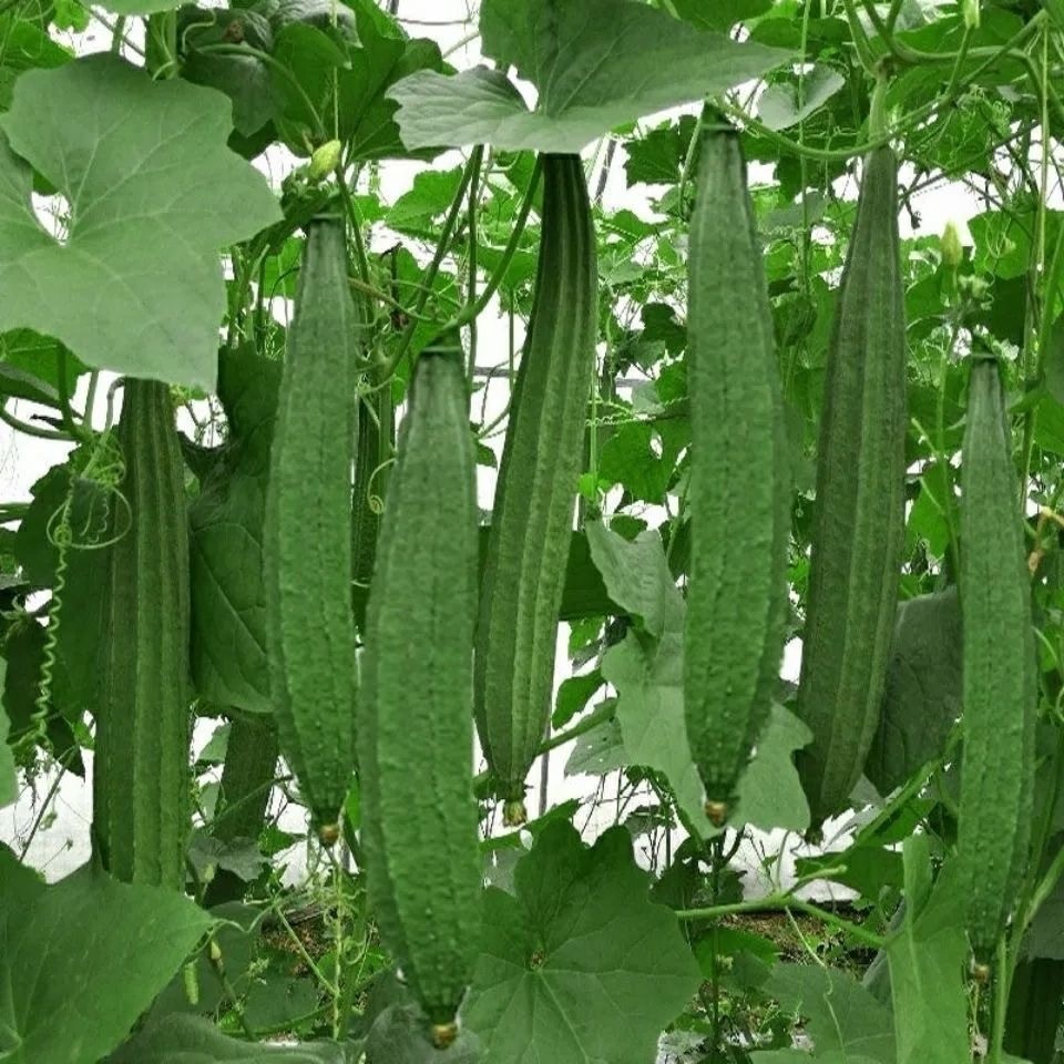 PATOLA TAGALOG SEEDS ( 10 seeds ) - Luffa Ridged Variety/ Luffa Ridged Variety/Early maturity/high y
