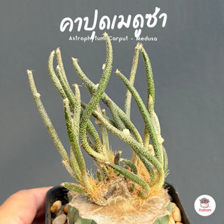 คาปุดเมดูซ่า Astrophytum Carput - Medusa แคคตัส กระบองเพชร c…