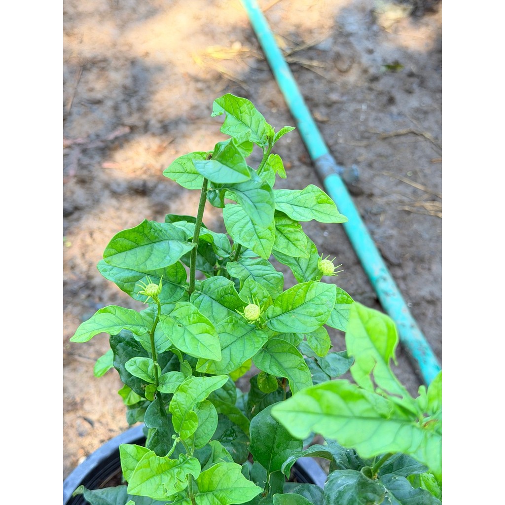 มะลิซ้อน 11 นิ้ว - Arabian Jasmine - View 4