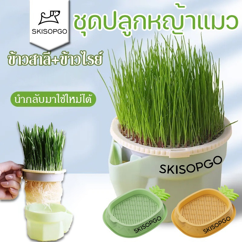 SKISOPGOชุดปลูกหญ้าแมว หญ้าแมวออแกนิก เมล็ดข้าวสาลี ถาดเพาะต้นอ่อน เมล็ดพืช4แพ็ค นํากลับมาใช้ใหม่ได้
