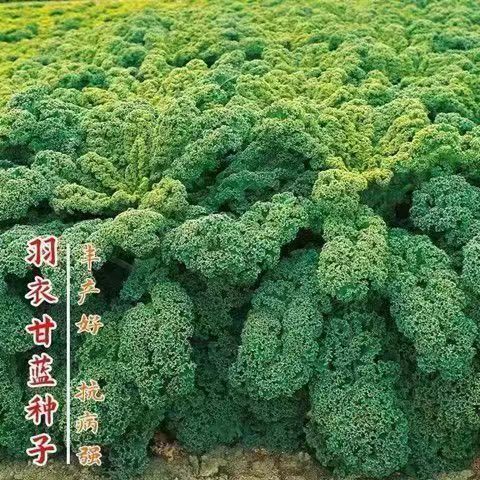 现货*羽衣甘蓝种子可食用羽衣甘蓝种籽耐热甘兰皱叶可观赏卷叶甘蓝种籽Kale Seeds Edible Kale Seeds20260324