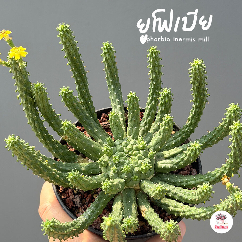 ยูโฟเบีย Euphorbia inermis mill แคคตัส กระบองเพชร cactus&succulent