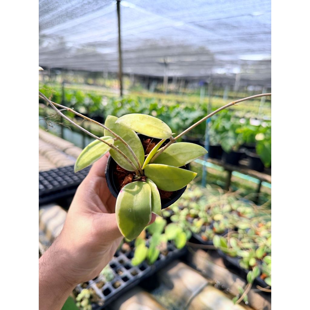 มุมมอง 4