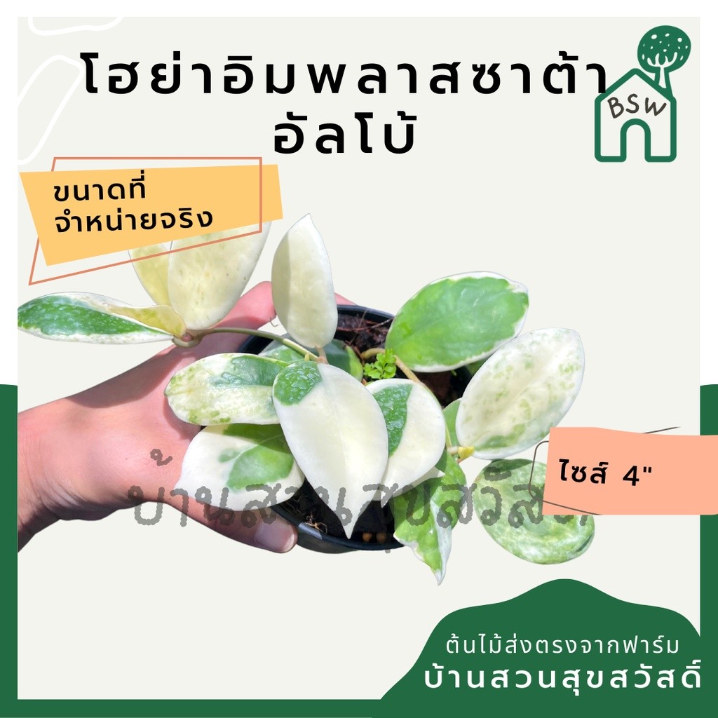 มุมมอง 4