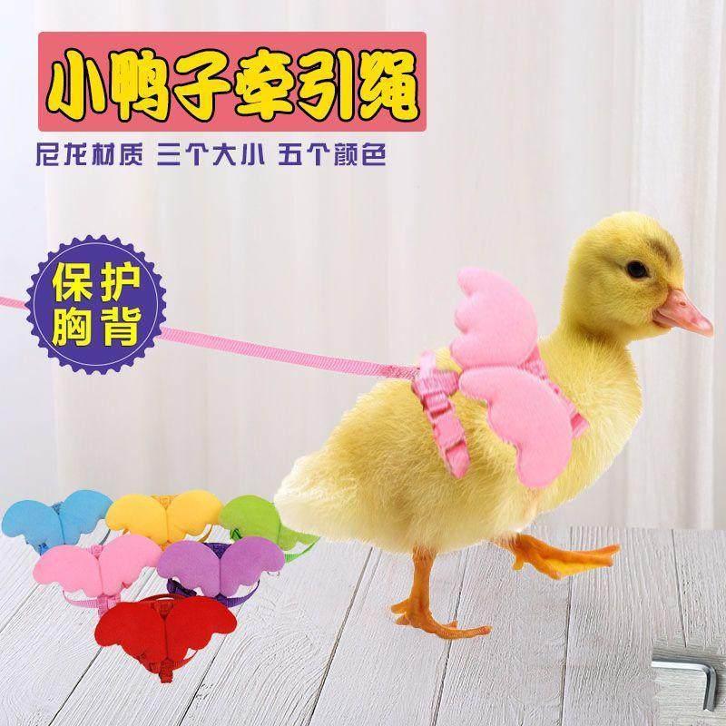 Cole Duck Traction Rope Duckling Duck Walking Rope Chick Walking Goose Walking Chicken Rope Dedicate