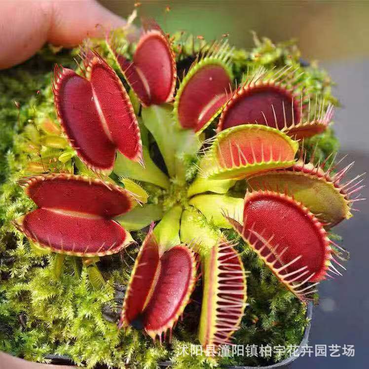 现货热卖捕蝇草种子食人花猪笼草盆栽食虫花种子食蝇草花种籽Venus flytrap seeds, pitcher plants, potted carnivorous plants20260321