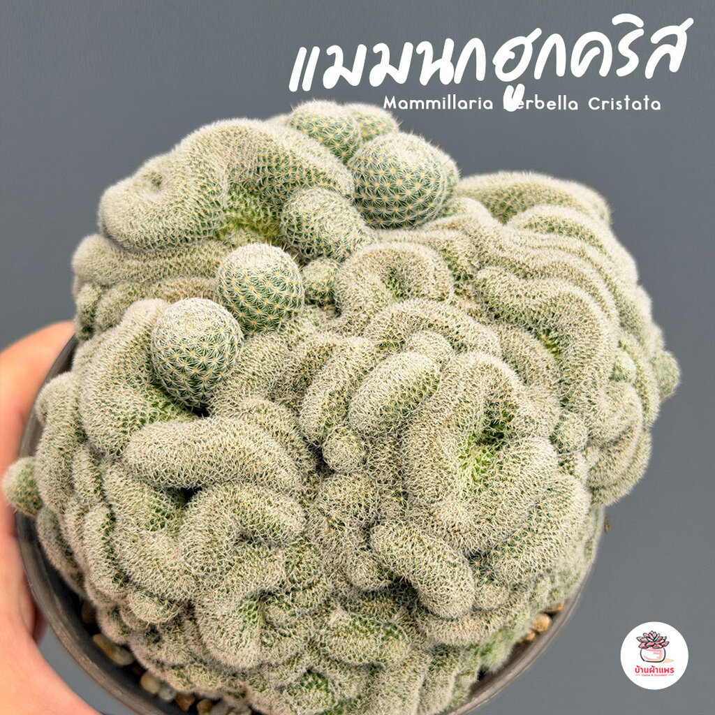 แมมนกฮูกคริส Mammillaria Perbella Cristata แคคตัส กระบองเพชร cactus&succulent