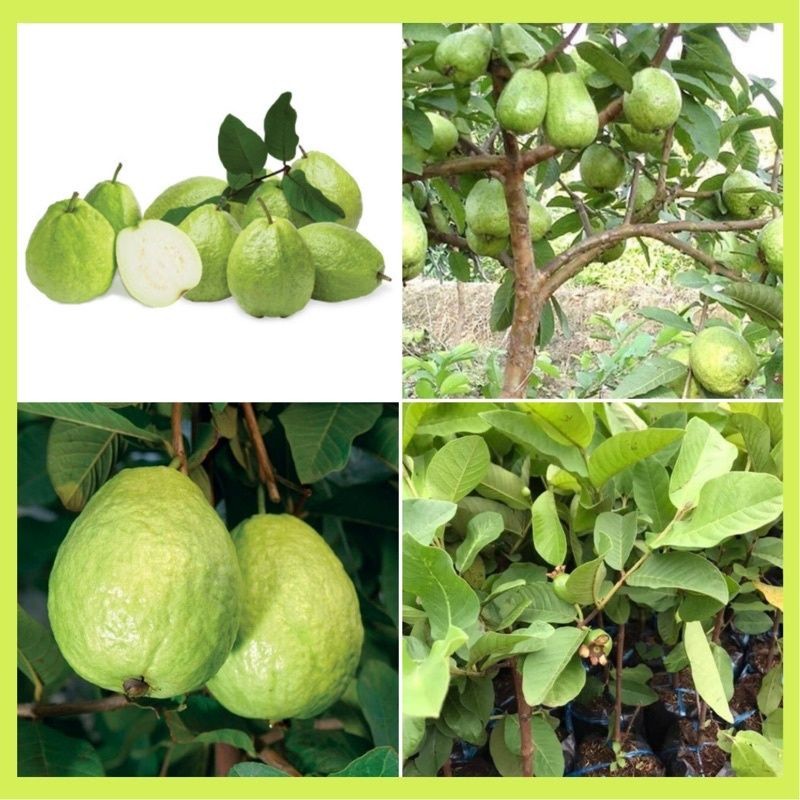 TAIWAN GUAVA SEEDS พร้อมบราซิล 3 เดือนสําหรับผลไม้