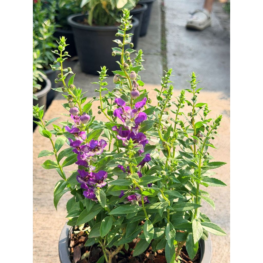 มุมมอง 6