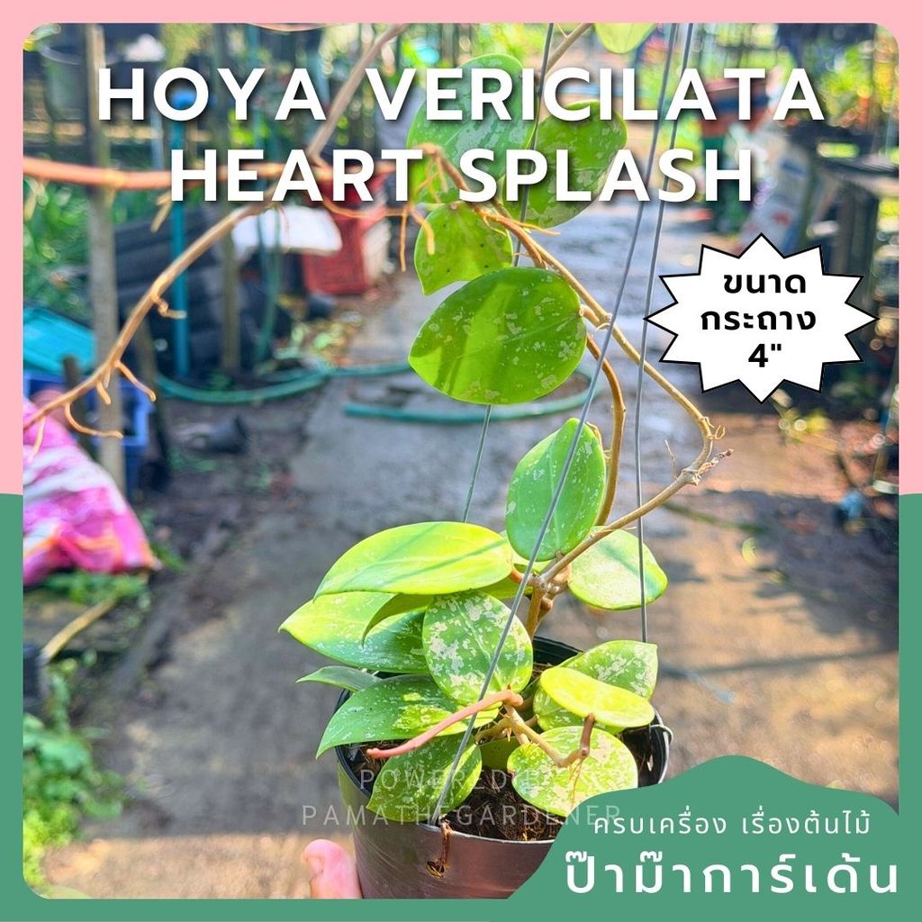 โฮย่า เวอร์ทิซิลลาต้า ฮาร์ท สแปลช กระถาง 4 นิ้ว - Hoya Verticillata Heart Splash
