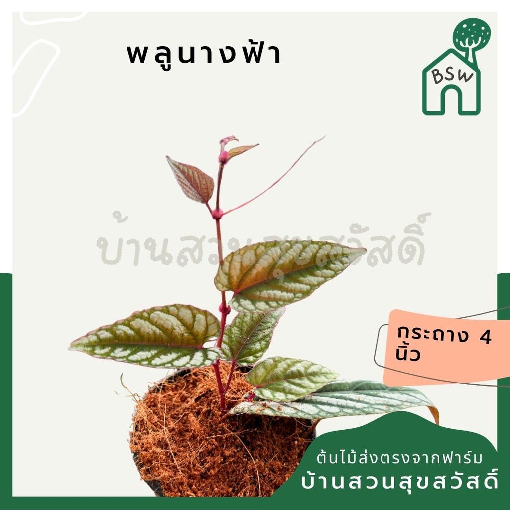 พลูนางฟ้า 4 นิ้ว - Silver Satin Pothos