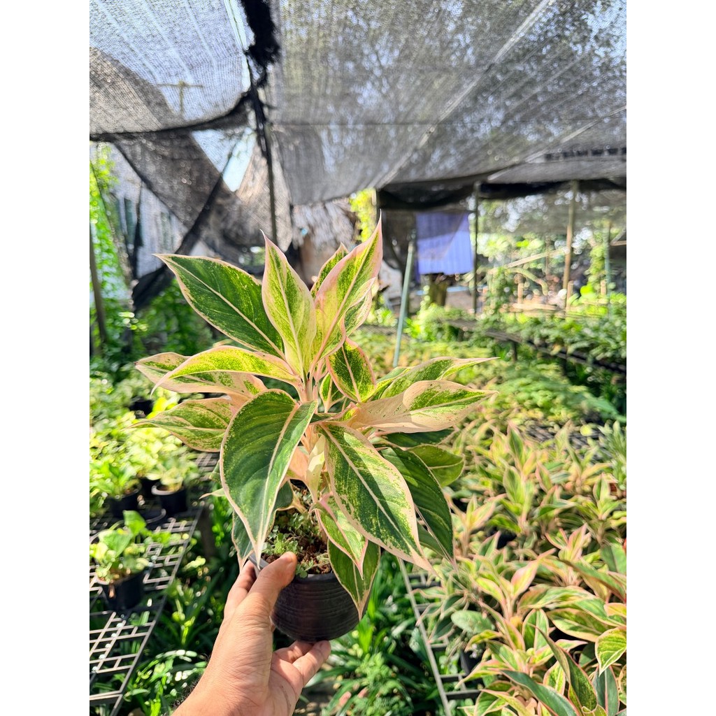 อโกลนีมา พลอยชมพู (ออโรร่าชมพู) กระถาง 6 นิ้ว - Aglaonema Siam Aurora - มุมมองที่ 2