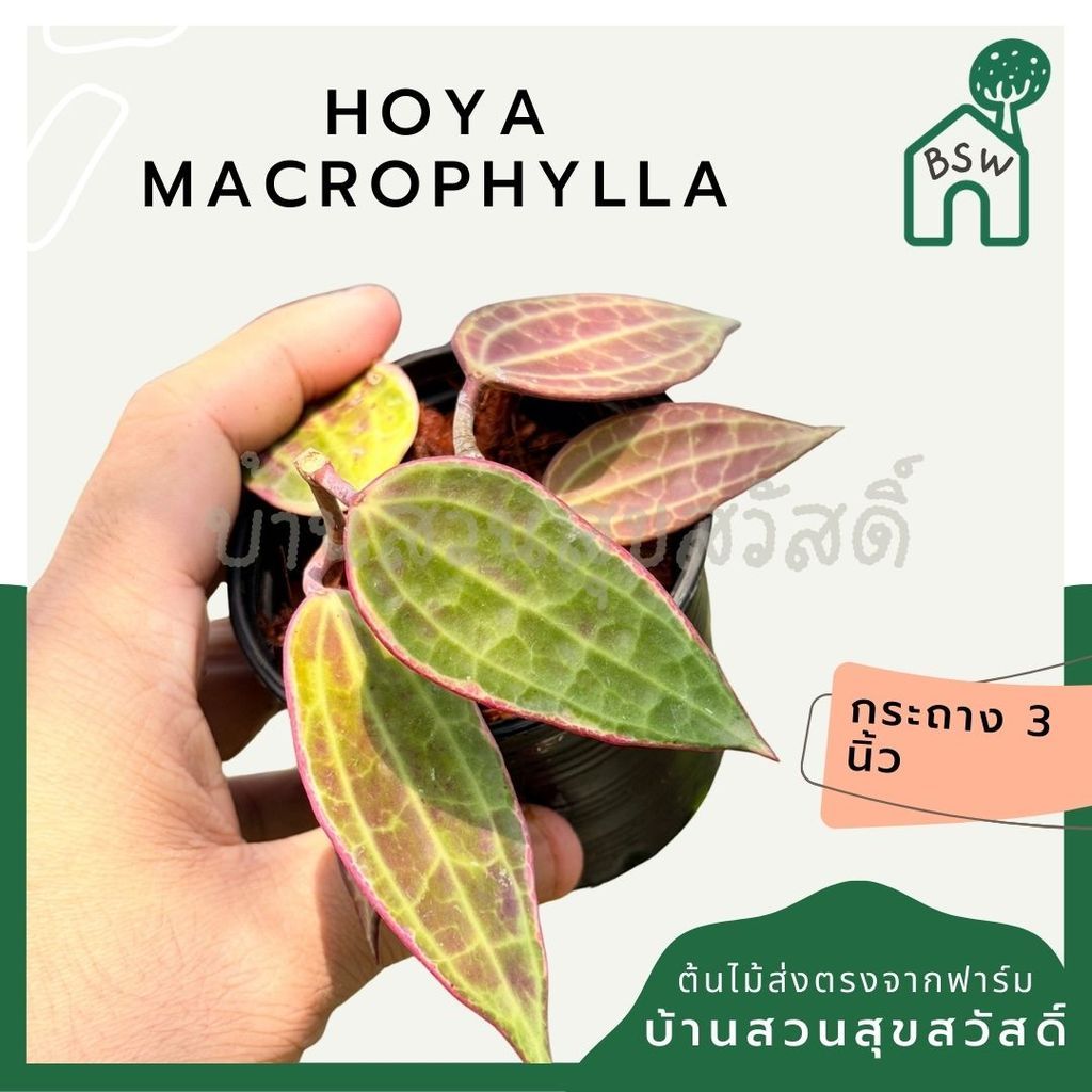 มุมมอง 6