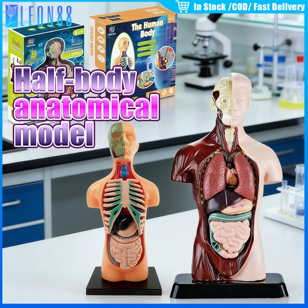 ของมาใหม่！ยาว24.5CM โมเดลร่างกายมนุษย์ โมเดลทางการแพทย์ โมเดลอวัยวะ ของเล่นเพื่อการศึกษา ถอดออกได้ DIY สำหรับเด็ก