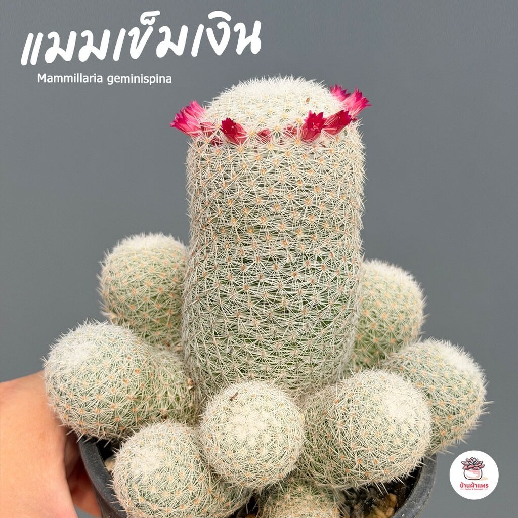 แมมเข็มเงิน Mammillaria geminispina แคคตัส กระบองเพชร cactus&succulent