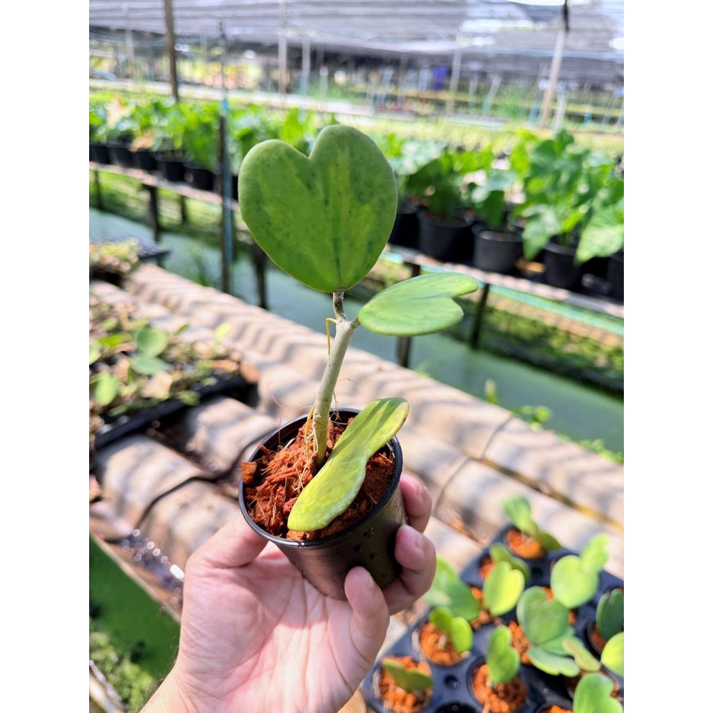 มุมมอง 2