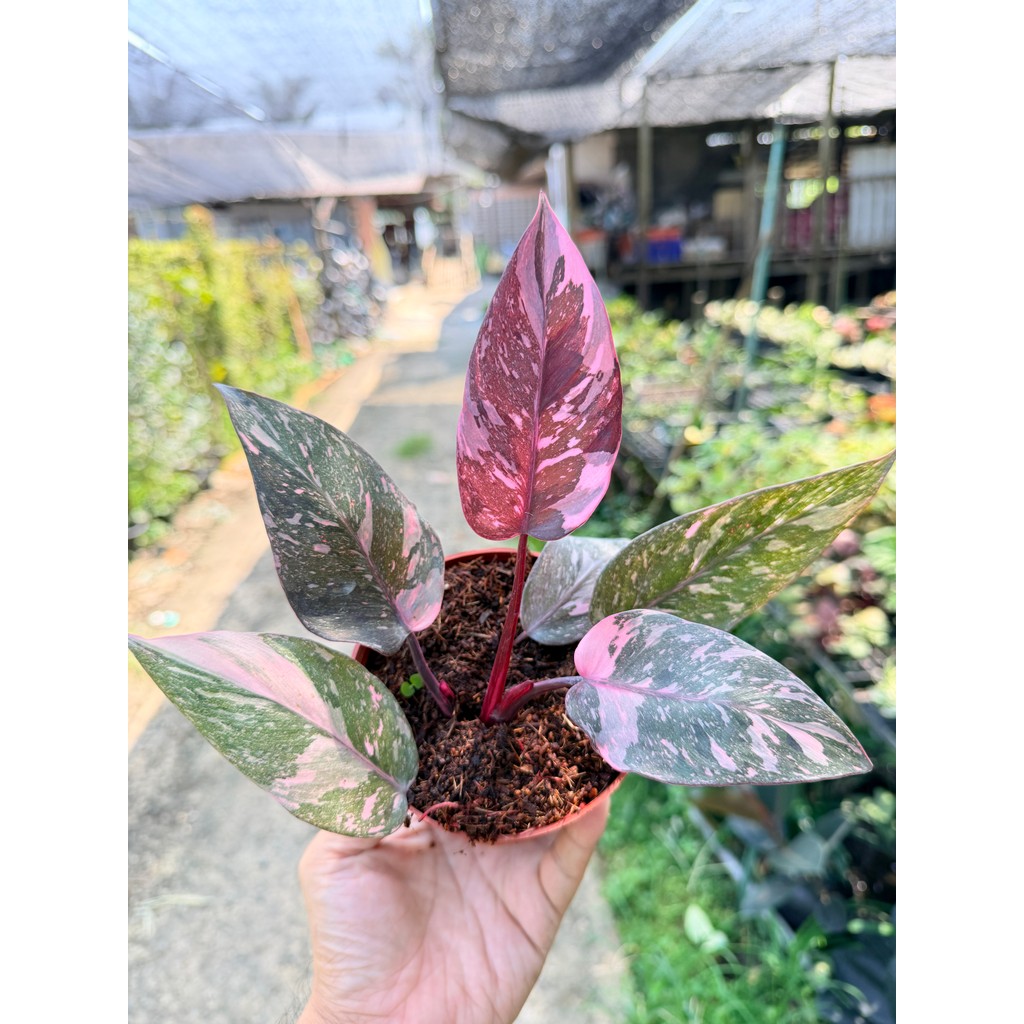 ฟิโลเดนดรอน พิงค์ปริ้นเซส กาแล็กซี่ (Philodendron Pink Princess Galaxy) กระถาง 4 นิ้ว - มุมมองที่ 7