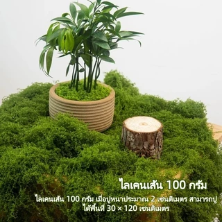 มอสเทียม 100 กรัม - สำหรับตกแต่งจุลภูมิ DIY บอนไซ สวนหิน และฉากตกแต่ง【สต็อกท้องถิ่น】