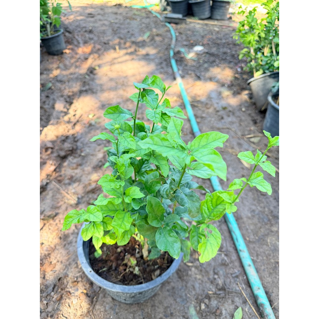 มะลิซ้อน 11 นิ้ว - Arabian Jasmine - View 3