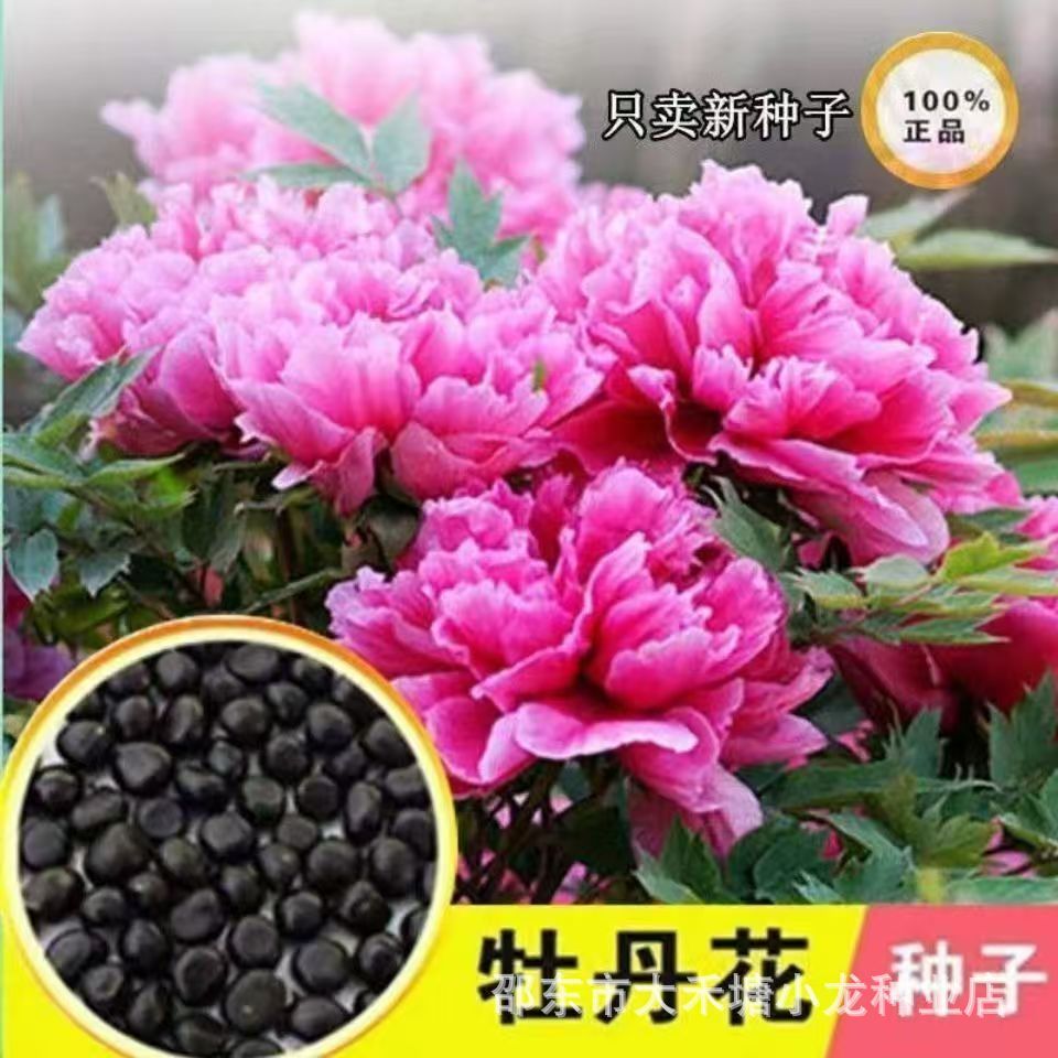 现货热卖牡丹花种子洛阳牡丹花籽四季花种阳台庭院室内外种植各种花种子Peony seeds Luoyang peony seeds four seasons flower seeds20260330