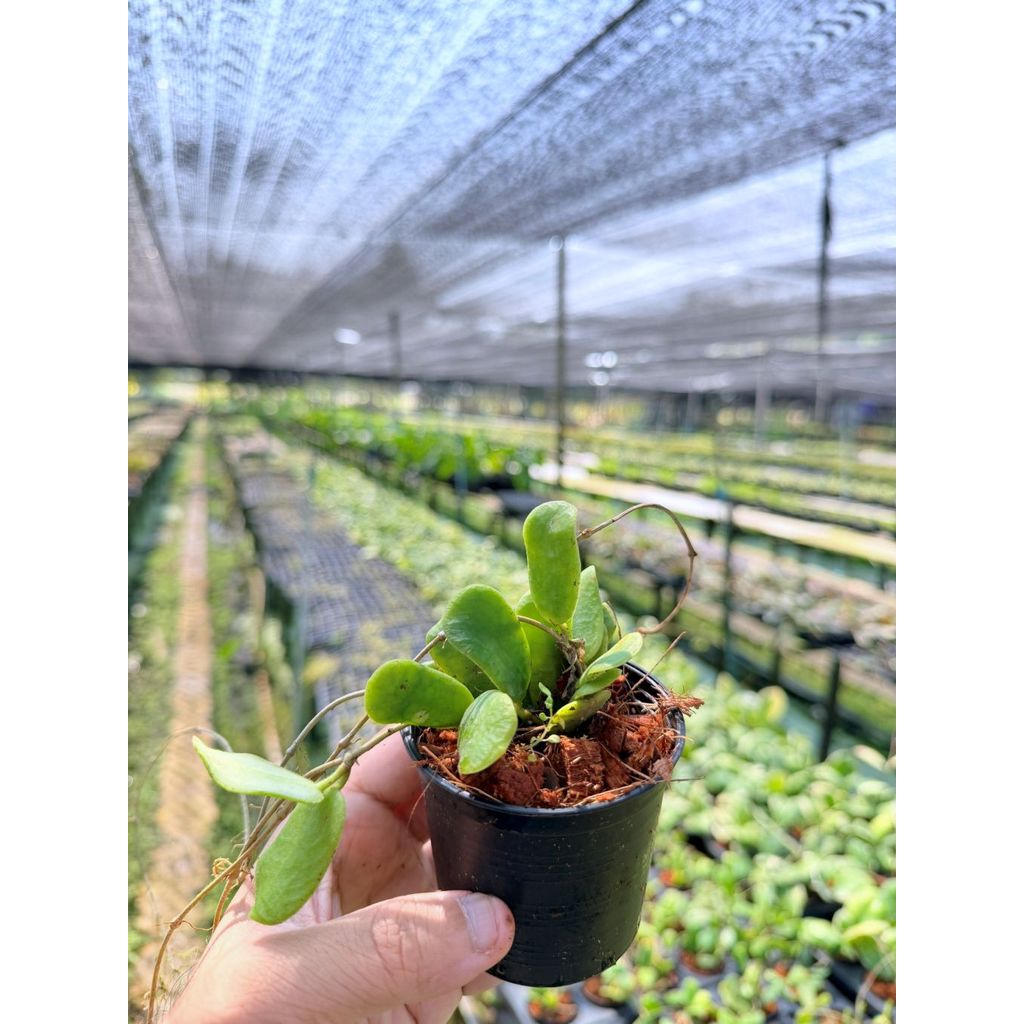 โฮย่า โรตุนดิฟลอร่า กระถาง 3 นิ้ว - Hoya Rotundiflora (ใบสี่เหลี่ยมขนปุย)