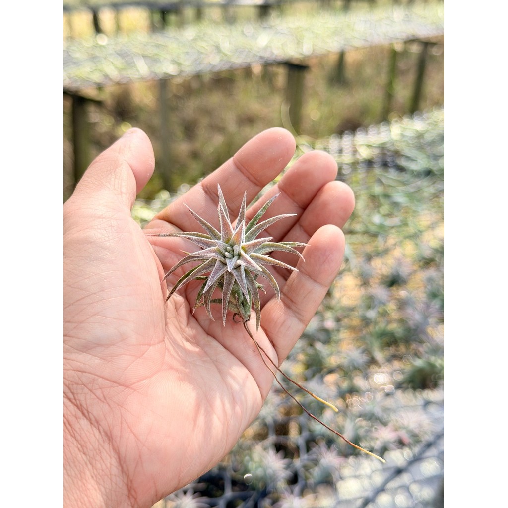 Tillandsia ionantha var. vanhyningii ขนาดเล็ก - View 3