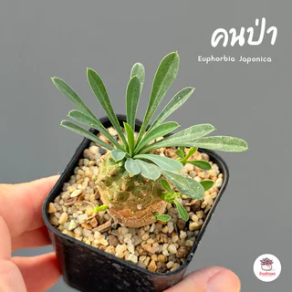 รวมยูโฟเบีย Mix Euphorbia แคคตัส กระบองเพชร ไม้อวบน้ำ cactus&succulent
