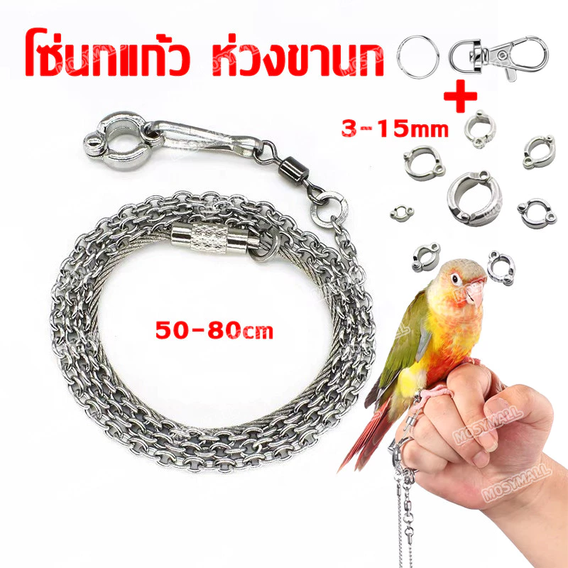 โซ่คล้องขานกสแตนเลส พร้อมห่วงเปิดนก โซ่ขานก ห่วงขานก ห่วงนก 50-80ซม หนา0.8mm ป้อนกันนกหลุด นกแก้ว ฟอพัส
