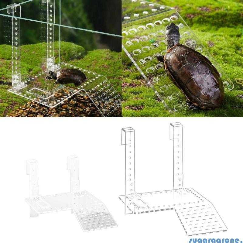 Sugar Reptiles Slope Turtle Basks Platform Turtle Resting Basking Platform Turtle Ramp