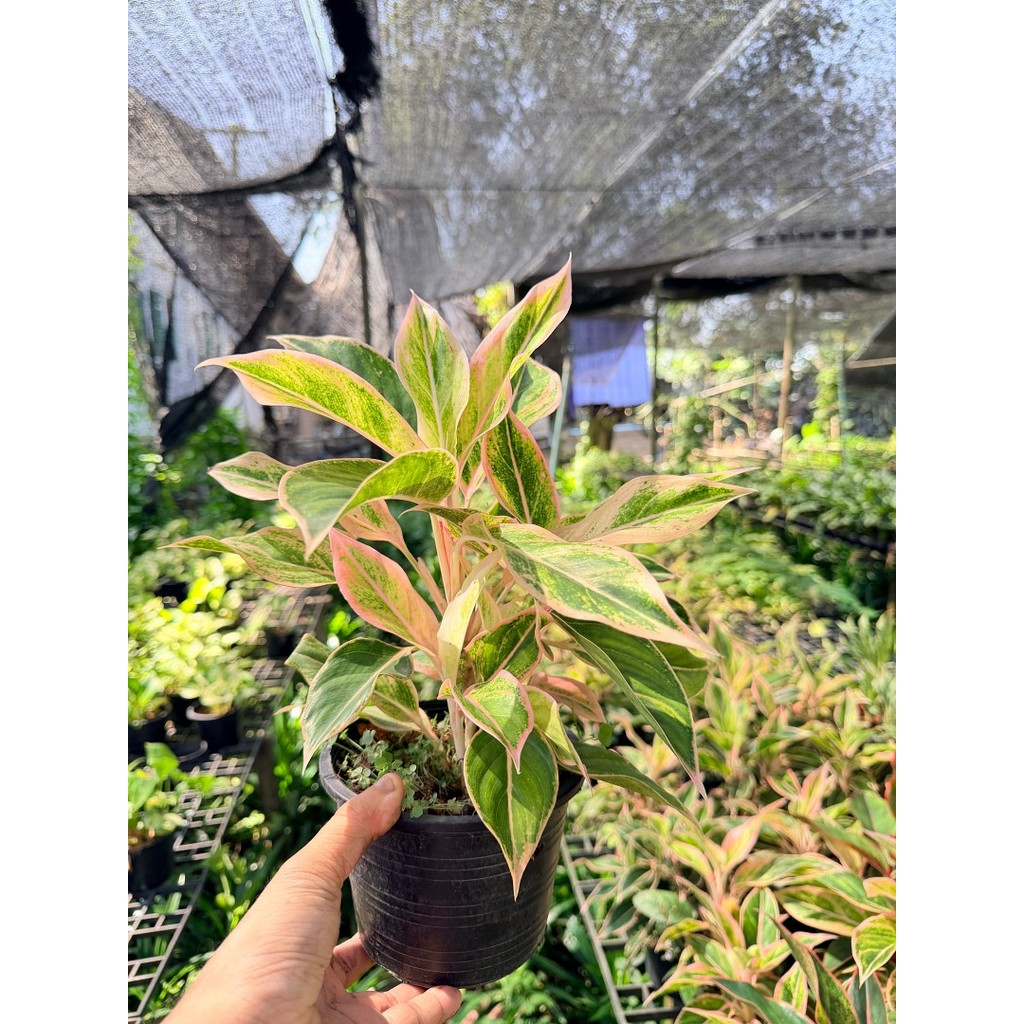 อโกลนีมา พลอยชมพู (ออโรร่าชมพู) กระถาง 6 นิ้ว - Aglaonema Siam Aurora - มุมมองที่ 4