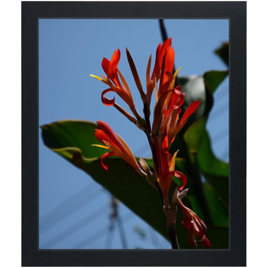 กรอบรูป 10x12 นิ้ว, ภาพแสดง 10 x 12 ไม่มีเสื่อ, กรอบรูปไม้ติดผนัง, สีดํา