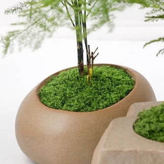 มอสเทียม 100 กรัม - สำหรับตกแต่งจุลภูมิ DIY บอนไซ สวนหิน และฉากตกแต่ง【สต็อกท้องถิ่น】