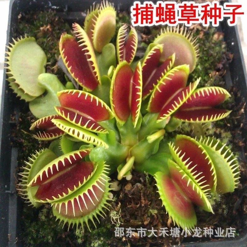 现货热卖捕蝇草种子食人花猪笼草盆栽食虫食蝇草种子室内阳台易种Venus flytrap seeds, pitcher plants, potted carnivorous plants20260330