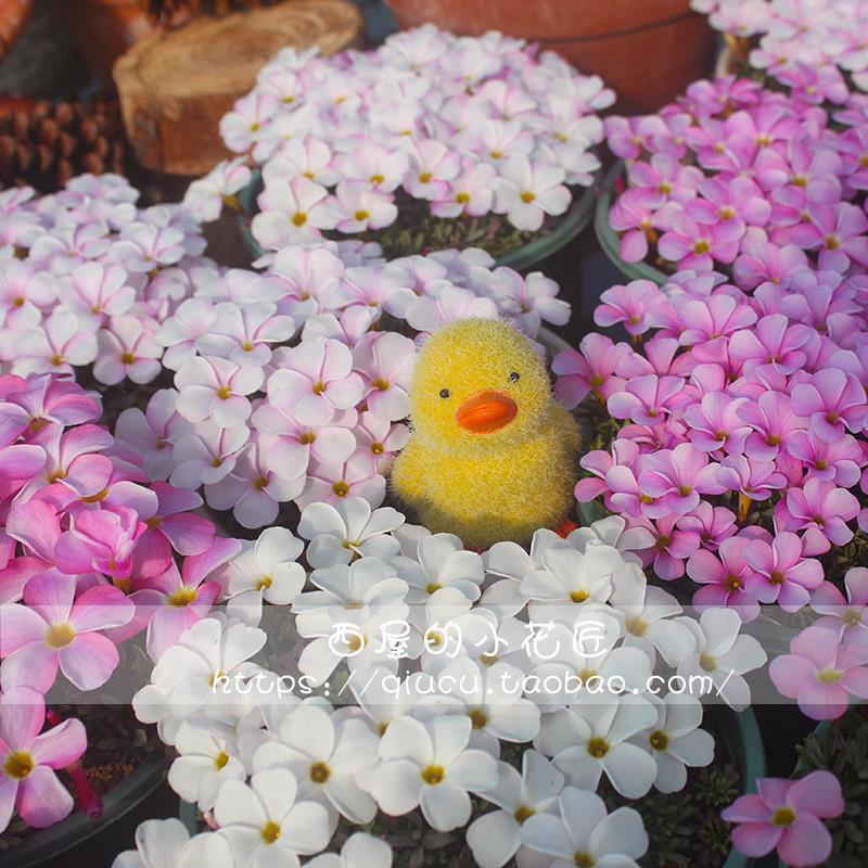 พร้อมสต็อก Fast Shipping ฤดูหนาวดอกไม้ระยะเวลา Peach Hui Series Sorrel Seed Powder Peach Hui Snowbal