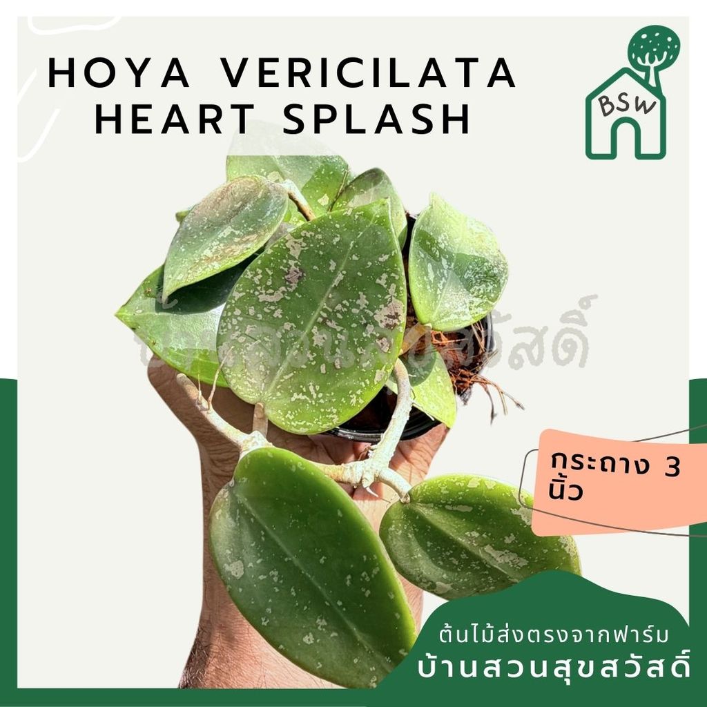 มุมมอง 5