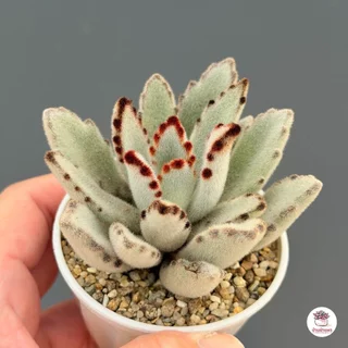 แพนด้า Kalanchoe Tomentosa Panda ไม้อวบน้ำ กุหลาบหิน cactus&succulentหลากหลายสายพันธุ์