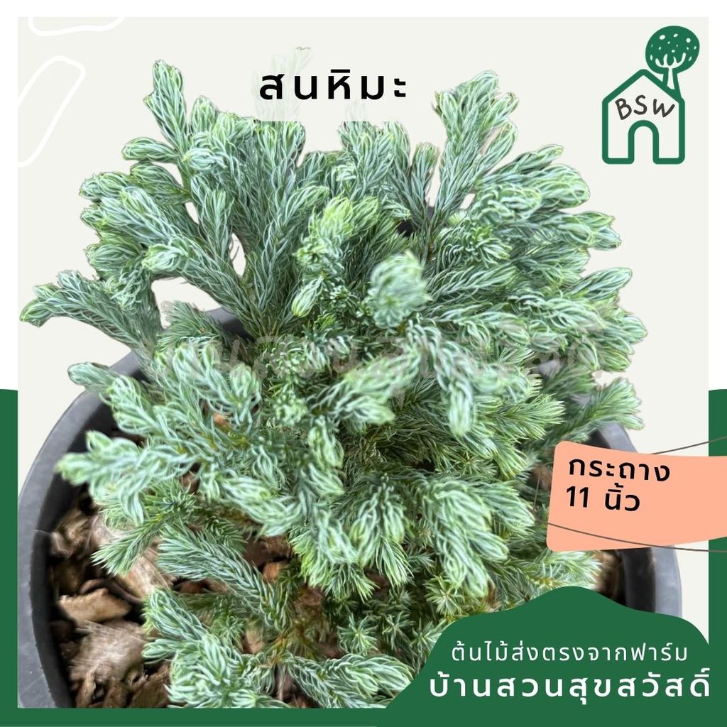 ชื่อสินค้า: สนหิมะ 11 นิ้ว - Ellwood's Gold / Snow Cypress