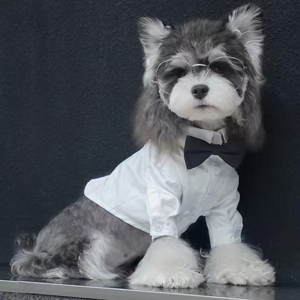 Pet Cat Dog Shirt Spring Thin Bichon York Shirt Teddy Small Medium-Sized Dog Dress Male Dog Dress