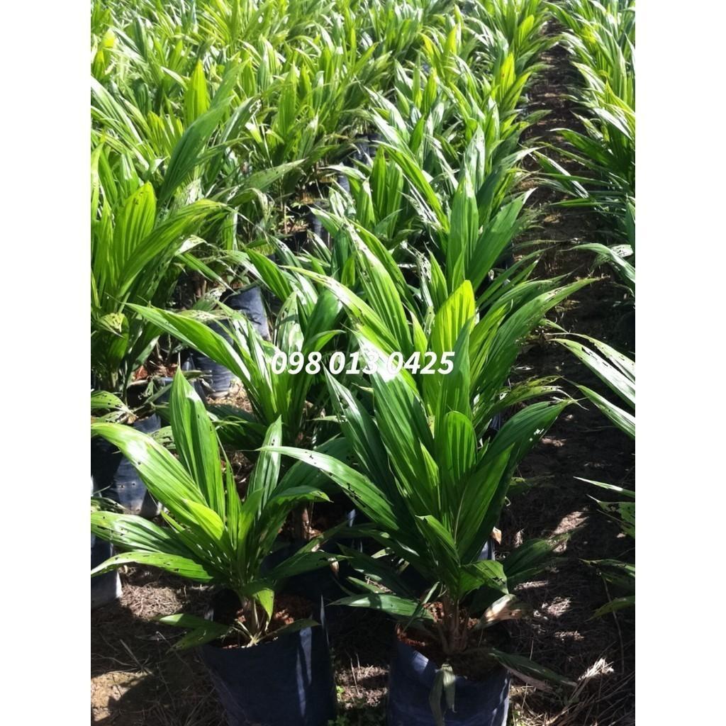 ปาล์ม - ยังกัมบิML161 แท้100%⭐⭐⭐⭐⭐ โทร 098 0130425