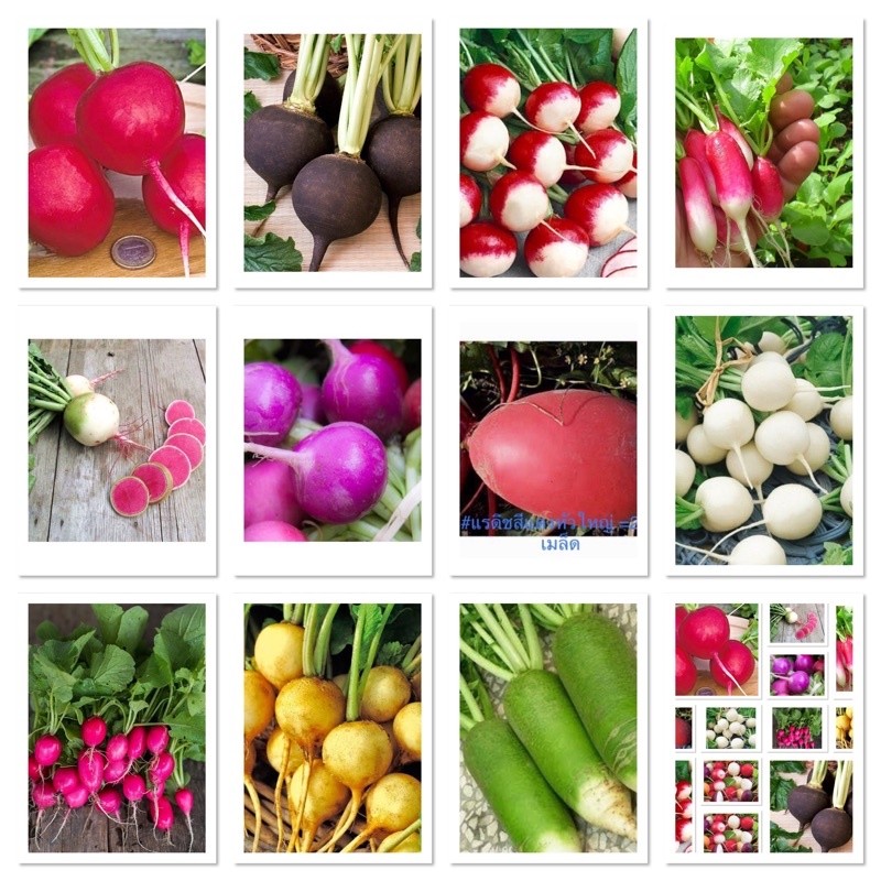 เมล็ดพันธุ์ แรดิช ( Radish Seed ) เรดิช / หัวไชเท้าญี่ปุ่น Japanese radish